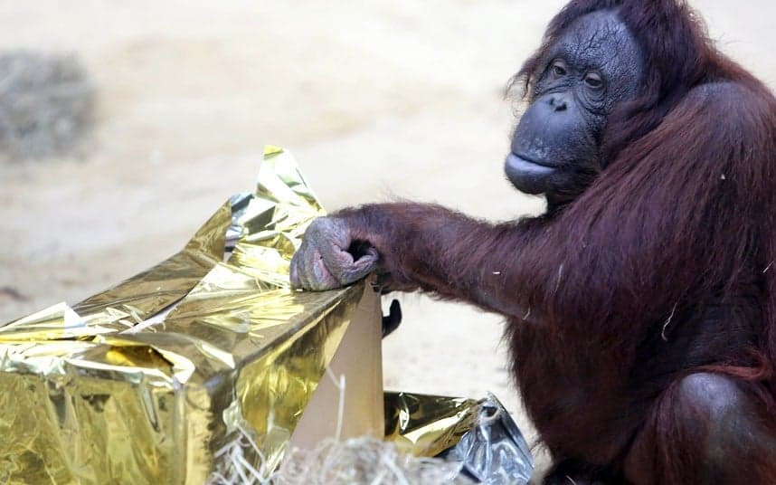 Orangutan Present 2408099k